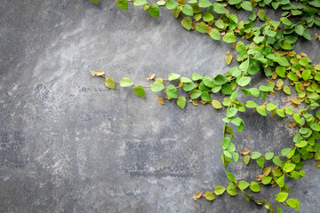 Abstract background plant on concrete wall