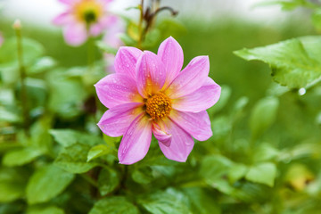 raindrops on a pink flower, detail of beautiful pink flower with raindrops