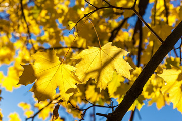 yellow maple leaves on a blue sky