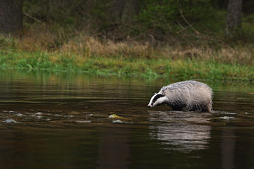Beautiful European badger (Meles meles - Eurasian badger) in his natural environment in the water near autumn forest © Lukas