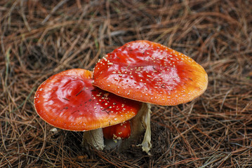 Agaric family in the woods 02