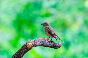  Red-throated Flycatcher ; Ficedula albicilla