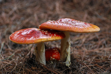 Agaric in the woods 01