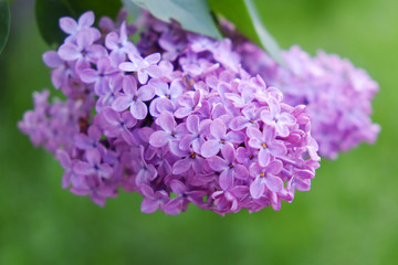 Purple lilac flowers outdoors in the sun