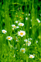 Green grass and daises in the nature