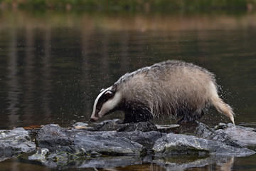 Beautiful European badger (Meles meles - Eurasian badger) in his natural environment in the water near autumn forest © Lukas