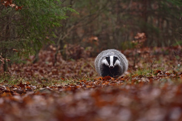 Running beautiful European badger (Meles meles - Eurasian badger) in his natural environment in the autumn forest and country