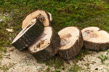 sawed parts of a tree, Tree logs on the grass. sawed trunk, beech tree