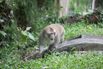 Brown monkey walks the park, Close-up monkey select focus, Asian monkeys