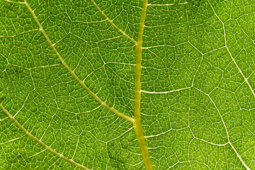 Green Leaf macro. Leaf pattern abstract