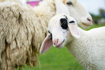 Fototapeta premium close up smile sheep in the farm