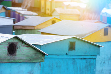 Bee colorful hives standing in a row, apiary in the village.