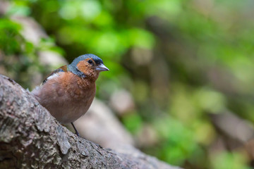 male common chaffinch (fringilla coelebs) standing on tree branch