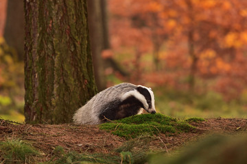 Beautiful European badger (Meles meles - Eurasian badger) in his natural environment in the autumn forest and country © Lukas