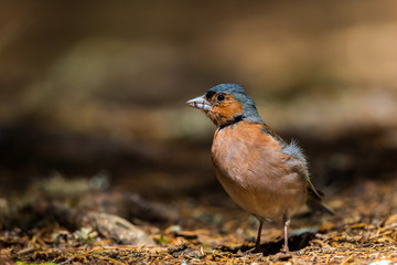 male common chaffinch (fringilla coelebs) standing on forest ground