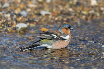 male common chaffinch (fringilla coelebs) grooming in water drops