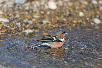 male common chaffinch (fringilla coelebs) standing in water