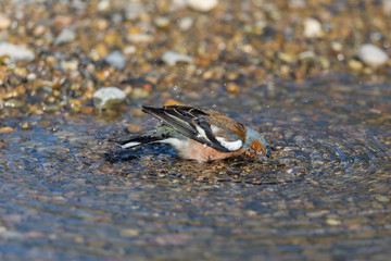male common chaffinch (fringilla coelebs) grooming plunge head in water
