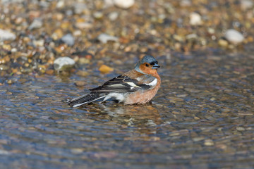 male common chaffinch (fringilla coelebs) standing water pebble