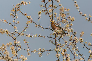male common chaffinch (fringilla coelebs) standing on white blooming bush
