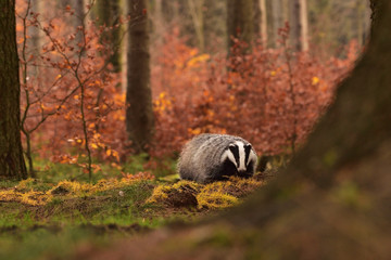 Beautiful European badger (Meles meles - Eurasian badger) in his natural environment in the autumn forest and country © Lukas