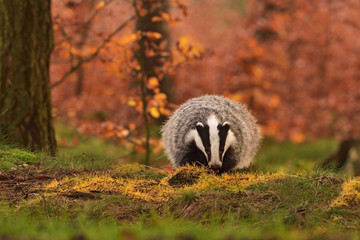 Beautiful European badger (Meles meles - Eurasian badger) in his natural environment in the autumn forest and country - obrazy, fototapety, plakaty