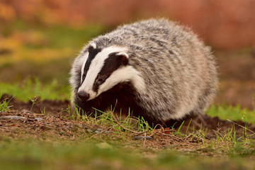 Obraz premium Beautiful European badger (Meles meles - Eurasian badger) in his natural environment in the autumn forest and country