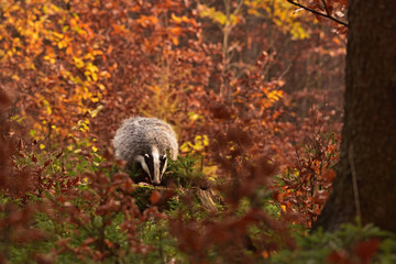 Beautiful European badger (Meles meles - Eurasian badger) in his natural environment in the autumn forest and country
