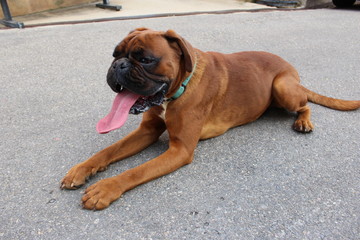 chien boxer trop mignon