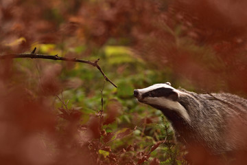 Beautiful European badger (Meles meles - Eurasian badger) in his natural environment in the autumn forest and country © Lukas