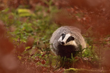 Beautiful European badger (Meles meles - Eurasian badger) in his natural environment in the autumn...