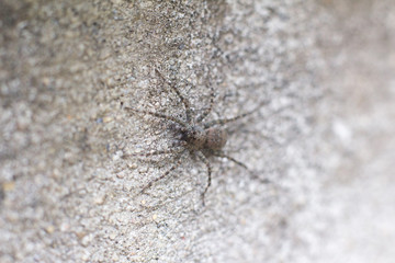 Black spider on wall blurry select focus, Animal spider macro