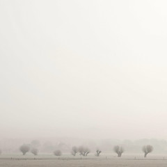 row of willows in mist near Werkhoven in the dutch province of utrecht