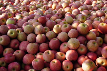 apples3