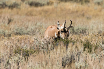 Pronghorn Antelope buck on the Prairie