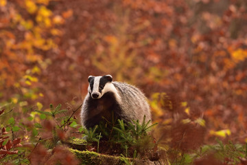 Beautiful European badger (Meles meles - Eurasian badger) in his natural environment in the autumn forest and country