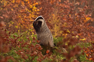 Beautiful European badger (Meles meles - Eurasian badger) in his natural environment in the autumn forest and country © Lukas