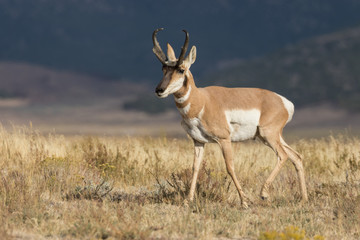 Naklejka na ściany i meble Pronghorn Antelope buck on the Prairie