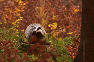 Beautiful European badger (Meles meles - Eurasian badger) in his natural environment in the autumn forest and country