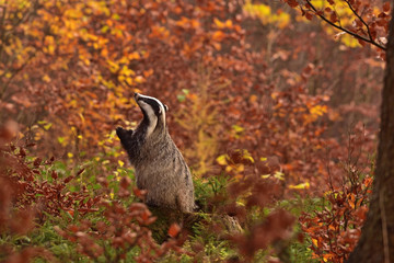 Praying beautiful European badger (Meles meles - Eurasian badger) in his natural environment in the autumn forest and country © Lukas