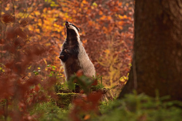 Beautiful European badger (Meles meles - Eurasian badger) in his natural environment in the autumn forest and country © Lukas