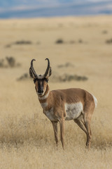 Pronghorn Antelope buck on the Prairie