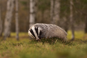 Beautiful European badger (Meles meles - Eurasian badger) in his natural environment in the autumn forest and country © Lukas