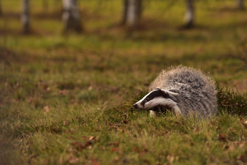 Beautiful European badger (Meles meles - Eurasian badger) in his natural environment in the autumn forest and country