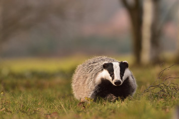 Running beautiful European badger (Meles meles - Eurasian badger) in his natural environment in the...
