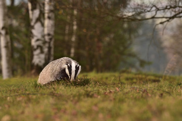 Beautiful European badger (Meles meles - Eurasian badger) in his natural environment in the autumn forest and country © Lukas