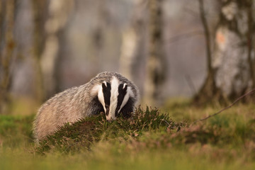 Beautiful European badger (Meles meles - Eurasian badger) in his natural environment in the autumn forest and country © Lukas