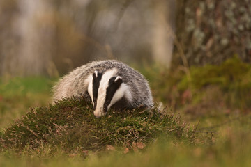 Beautiful European badger (Meles meles - Eurasian badger) in his natural environment in the autumn forest and country
