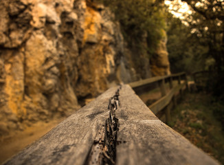 Bosque con tonos verdes 