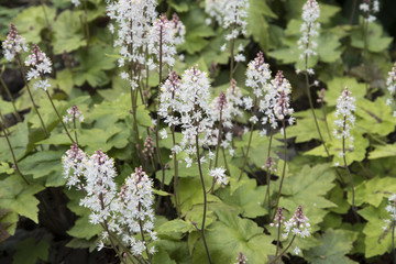 Tiarella wherryi